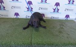 Shelter Stray Female Dog last seen , 2769 Conroy Rd, Orlando, FL 32839, USA
