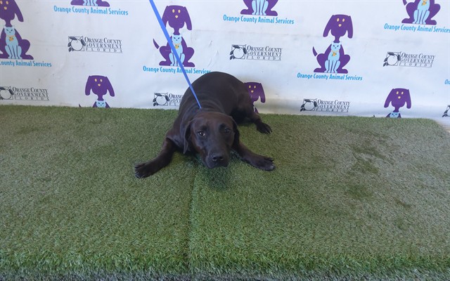 Shelter Stray Female Dog last seen , 2769 Conroy Rd, Orlando, FL 32839, USA