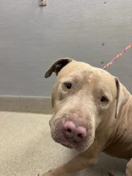 Shelter Stray Male Dog last seen Near BLOCK RINGE LN, LAS VEGAS NV 89156, 655 N Mojave Rd, Las Vegas, NV 89101, USA