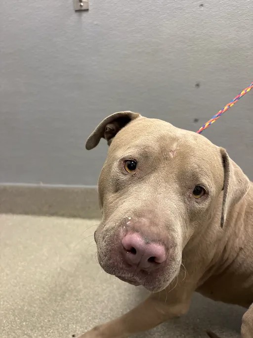 Shelter Stray Male Dog last seen Near BLOCK RINGE LN, LAS VEGAS NV 89156, 655 N Mojave Rd, Las Vegas, NV 89101, USA