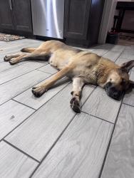 Found/Stray Female Dog last seen 88th Drive and Weldon Avenue, Phoenix, AZ 85037