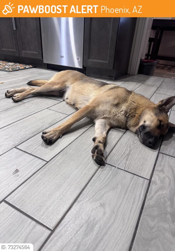 Found/Stray Female Dog last seen 88th Drive and Weldon Avenue, Phoenix, AZ 85037