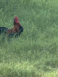 Found/Stray Male Bird last seen Trouble creek and grand blvd, New Port Richey, FL 34652