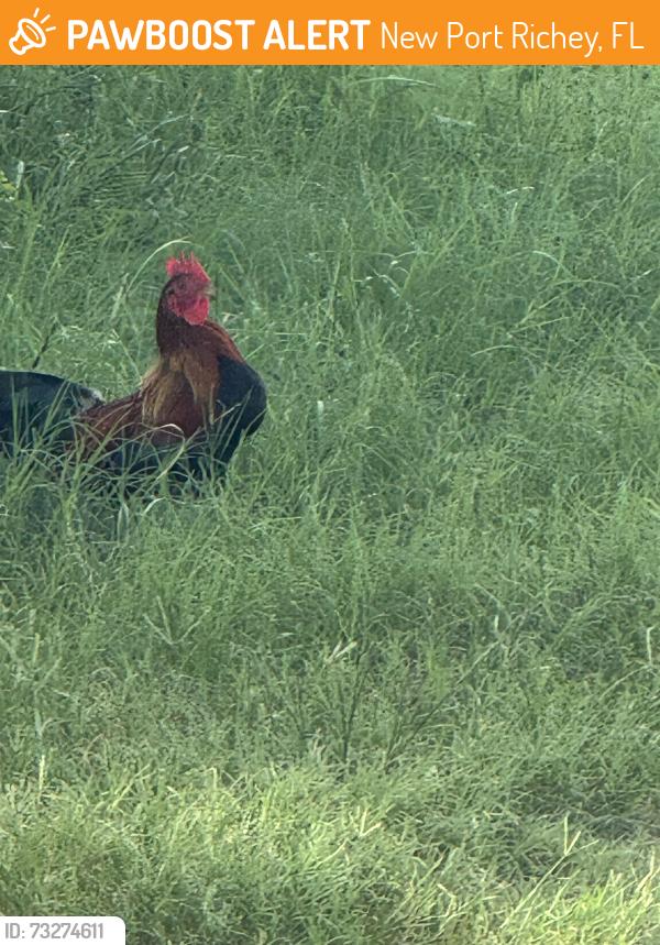 Found/Stray Male Bird last seen Trouble creek and grand blvd, New Port Richey, FL 34652