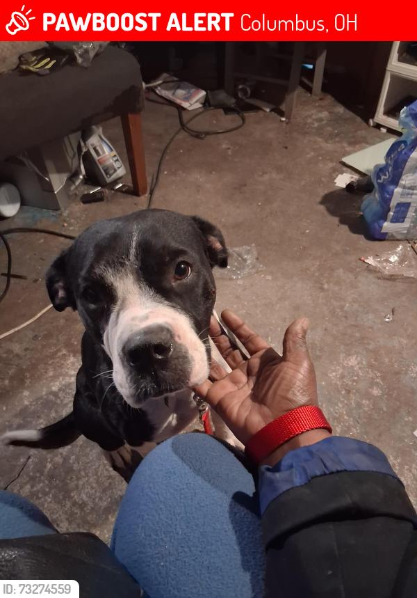 Lost Female Dog last seen James rd and east broad at, Columbus, OH 43209