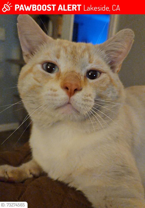 Lost Male Cat last seen Riverview Ave and Lemoncrest, Lakeside, CA 92040