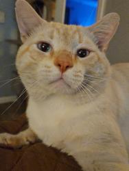 Lost Male Cat last seen Riverview Ave and Lemoncrest, Lakeside, CA 92040