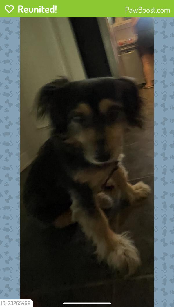 Reunited Female Dog last seen Canty/Bishop. DALLAS TX 75208, Dallas, TX 75237