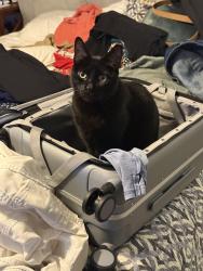 Lost Male Cat last seen Werdner, New Castle, DE 19720