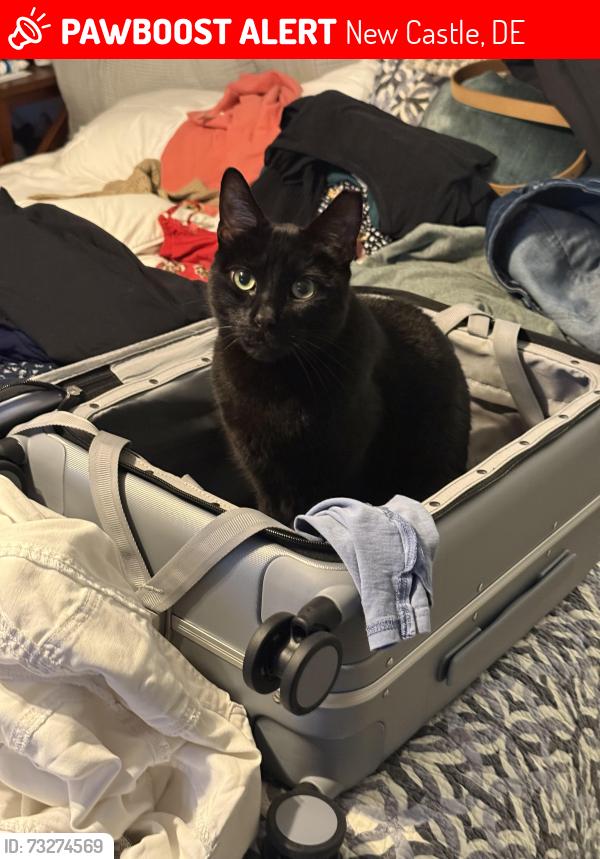 Lost Male Cat last seen Werdner, New Castle, DE 19720