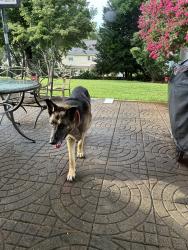 Found/Stray Male Dog last seen Solomon Dr, Kernersville, NC 27284