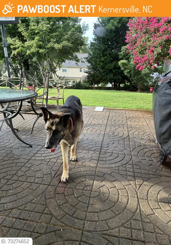 Found/Stray Male Dog last seen Solomon Dr, Kernersville, NC 27284