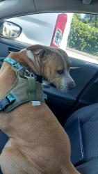 Found/Stray Male Dog last seen Near Ave SW 40 ST Miami, Miami, FL 33133