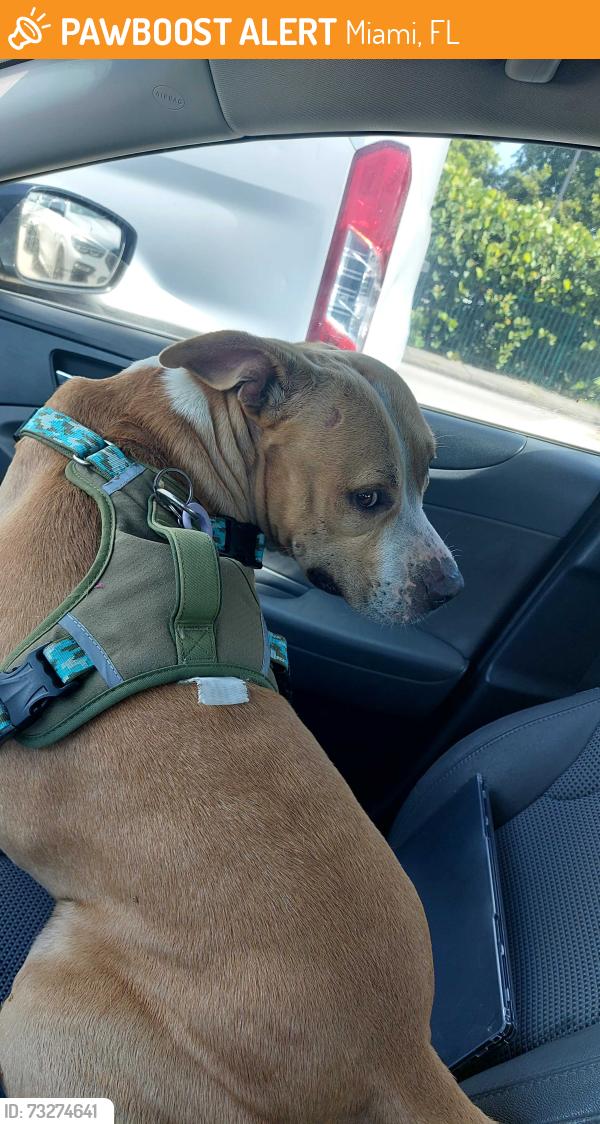 Found/Stray Male Dog last seen Near Ave SW 40 ST Miami, Miami, FL 33133