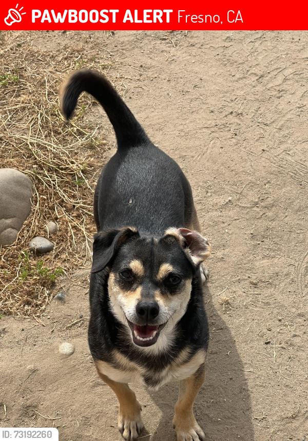 Lost Female Dog last seen Veterans hosp, Fresno, CA 93703