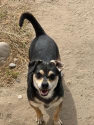 Lost Female Dog last seen Veterans hosp, Fresno, CA 93703