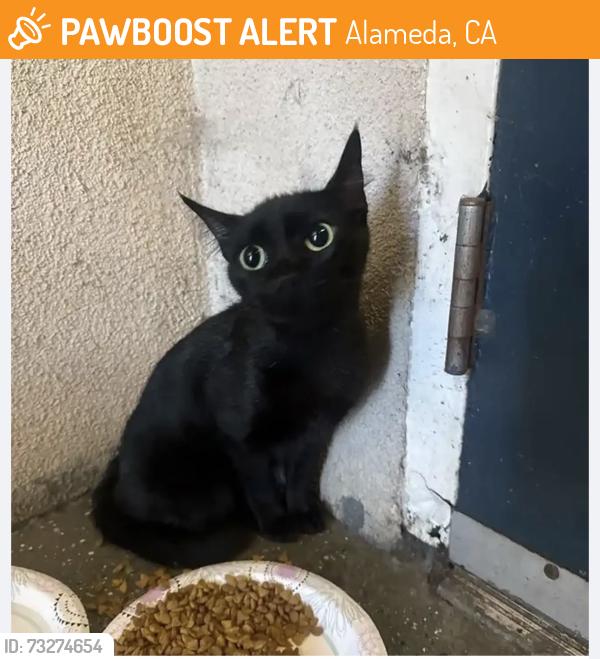Found/Stray Female Cat last seen Near Poggi Street, Alameda, CA 94501