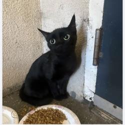 Found/Stray Female Cat last seen Near Poggi Street, Alameda, CA 94501