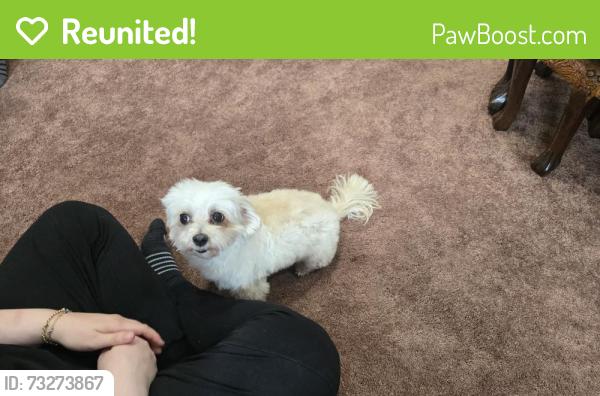 Reunited Male Dog last seen Conklintown and Manning, Ringwood, NJ 07456