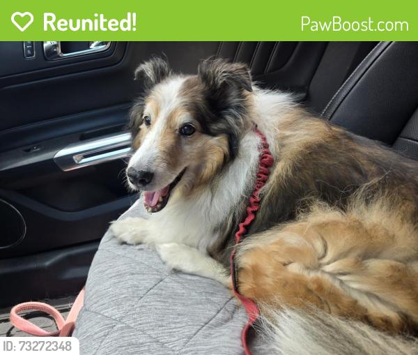 Reunited Male Dog last seen Lawrence & East River Road, Chicago, IL 60656