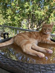 Lost Male Cat last seen Bissell and Aurora Rd, Aurora, OH 44202