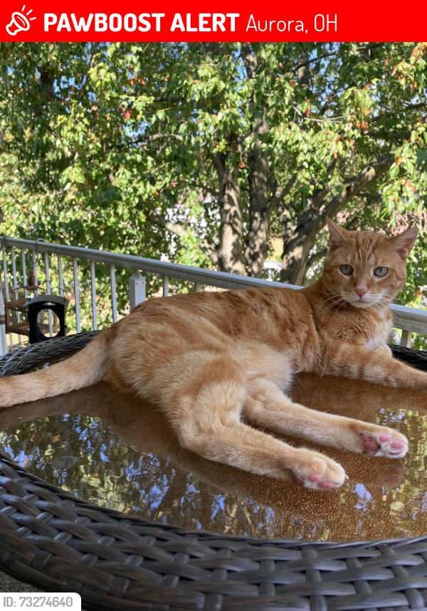 Lost Male Cat last seen Bissell and Aurora Rd, Aurora, OH 44202