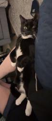 Lost Male Cat last seen Paper lane, Paulton, England BS39 7LJ