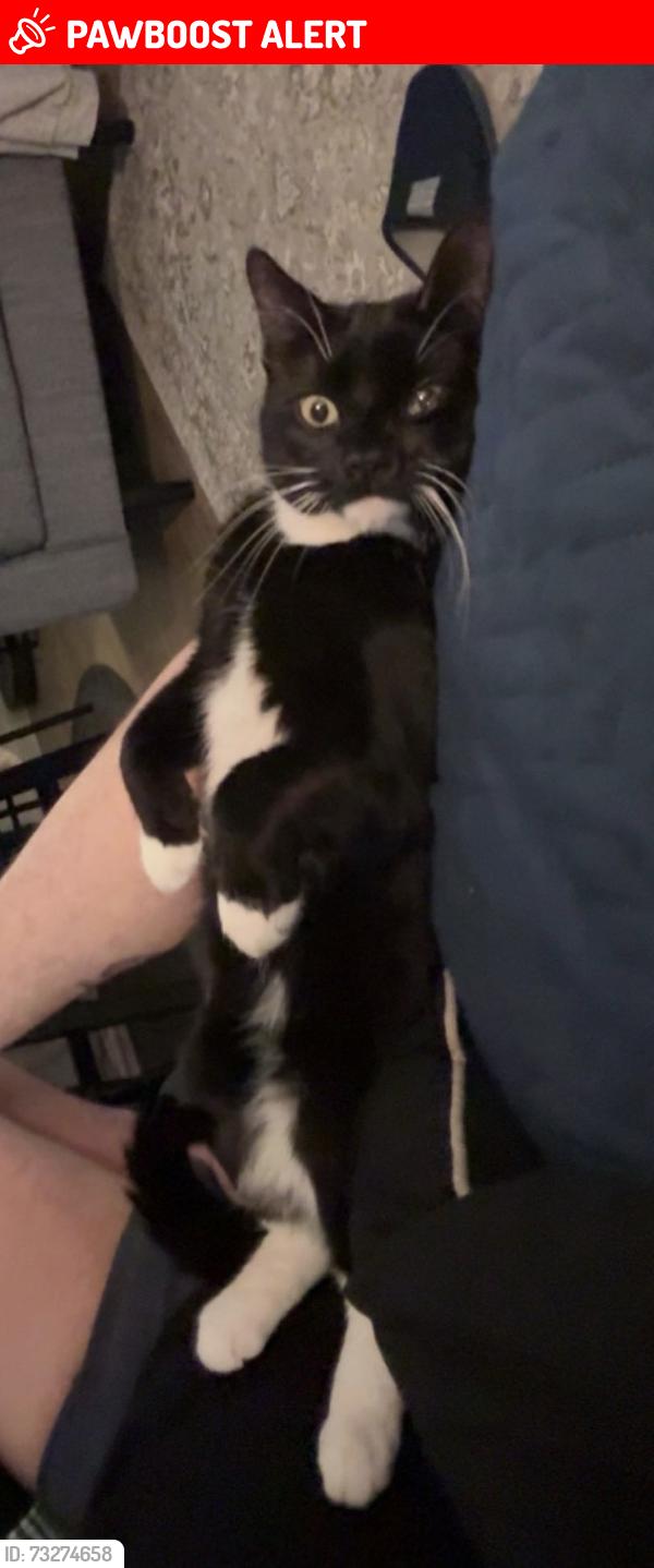 Lost Male Cat last seen Paper lane, Paulton, England BS39 7LJ