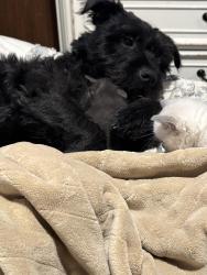 Reunited Male Dog last seen DuPont elementary, Commerce City, CO 80022