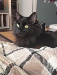 Lost Male Cat last seen Frye & McQueen (Monterey Point II), Chandler, AZ 85225