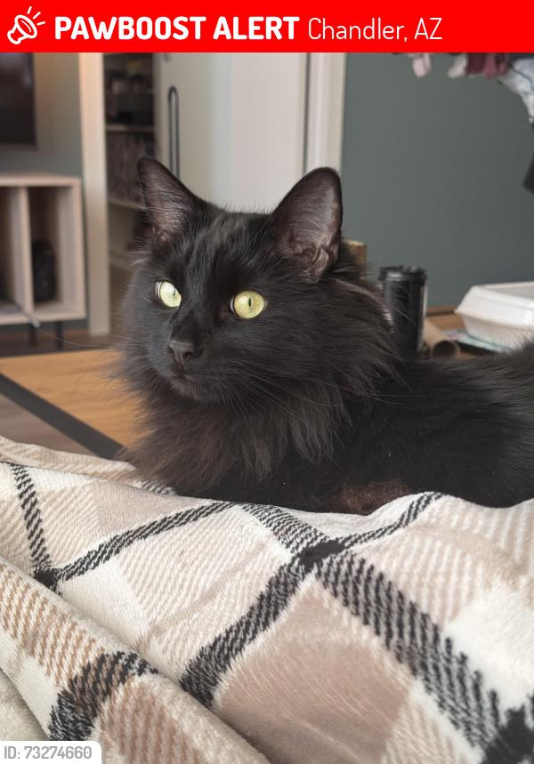 Lost Male Cat last seen Frye & McQueen (Monterey Point II), Chandler, AZ 85225