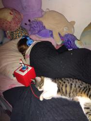 Lost Female Cat last seen 101st & Glisan, Portland, OR 97220