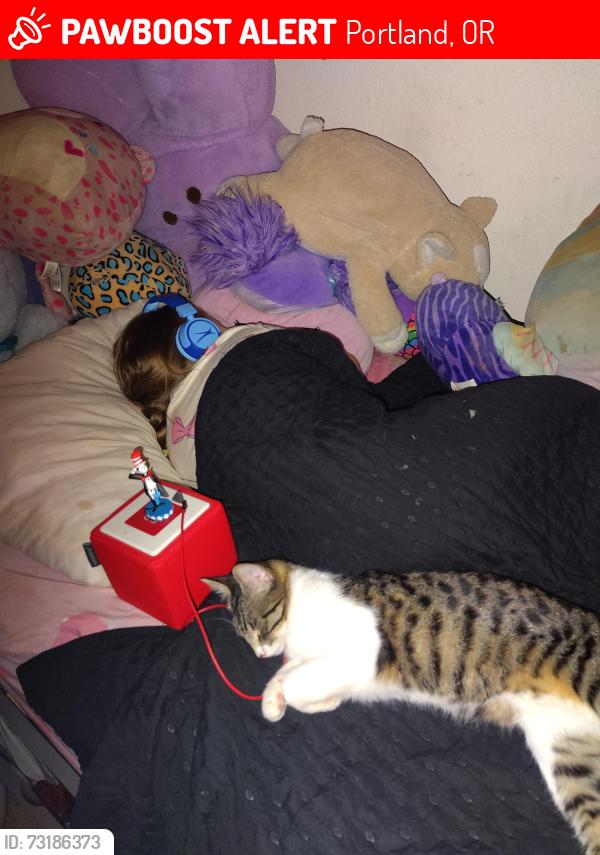 Lost Female Cat last seen 101st & Glisan, Portland, OR 97220