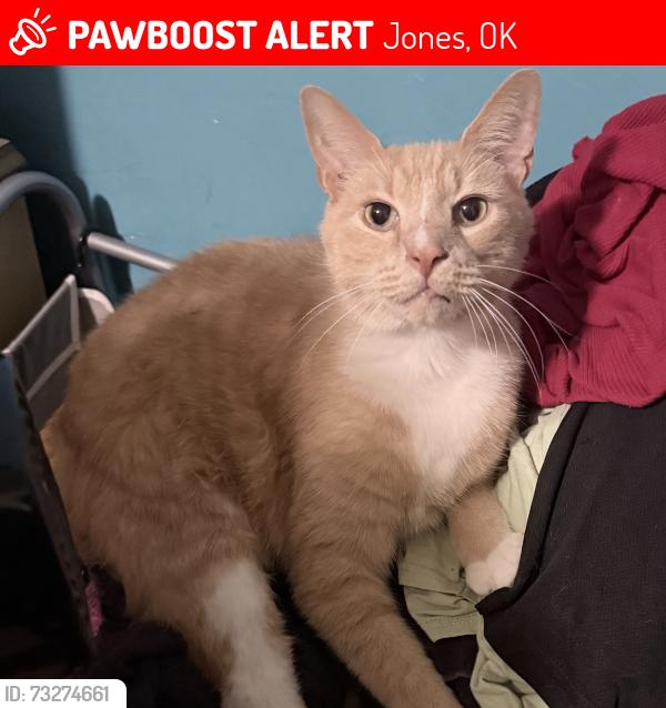 Lost Male Cat last seen 1st and Main Street - Jones Post Office, Jones, OK 73049