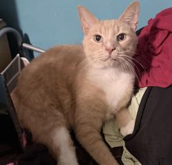Lost Male Cat last seen 1st and Main Street - Jones Post Office, Jones, OK 73049