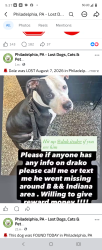 Lost Male Dog last seen C and Allegheny, Philadelphia, PA 19132