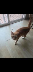 Lost Male Cat last seen Hickory Ave Romeoville IL, Romeoville, IL 60446