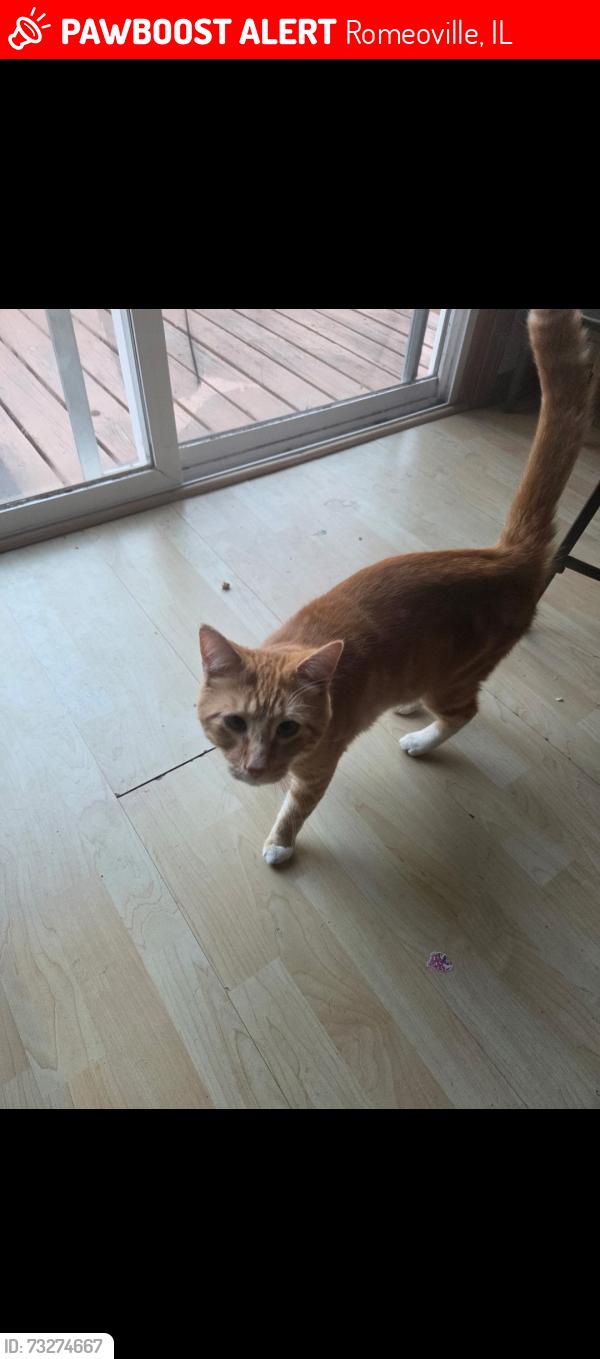 Lost Male Cat last seen Hickory Ave Romeoville IL, Romeoville, IL 60446