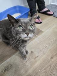 Reunited Unknown Cat last seen Found by Newbury Dr. and Covington Cres., Kitchener, ON N2N 2H1