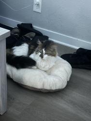 Reunited Male Cat last seen N 78th Street, Kansas City, KS 66112