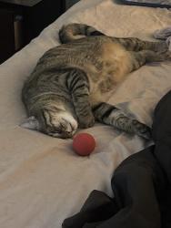 Lost Male Cat last seen 16th and markwell, Oklahoma City, OK 73127