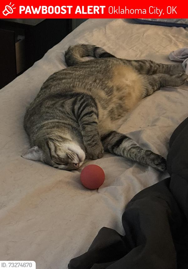 Lost Male Cat last seen 16th and markwell, Oklahoma City, OK 73127