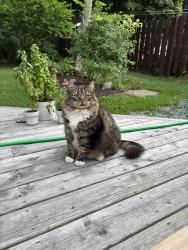 Found/Stray Unknown Cat last seen Armdale Rotary, Halifax, NS B3P 2B3