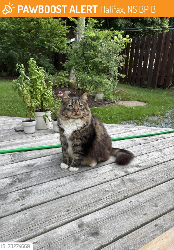 Found/Stray Unknown Cat last seen Armdale Rotary, Halifax, NS B3P 2B3