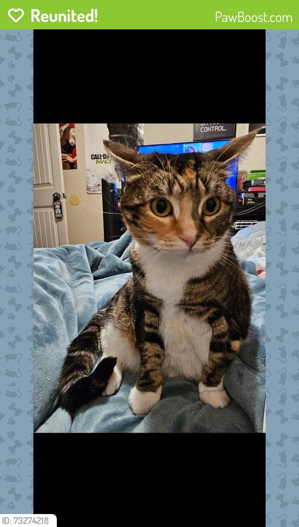 Reunited Female Cat last seen Brandywine Avenue and Point La Jolla Drive, Chula Vista, CA 91911