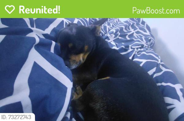 Reunited Male Dog last seen East Loyola drive, Aurora, CO 80013