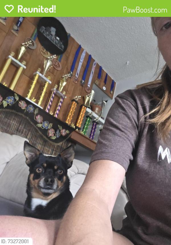 Reunited Male Dog last seen Mansfield and Loyola dr, Aurora, CO 80013