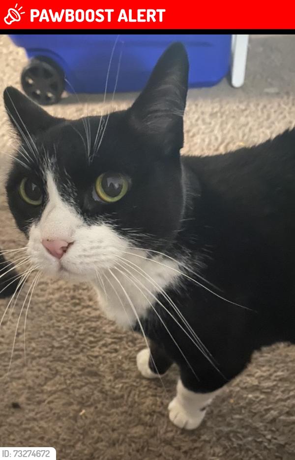 Lost Female Cat last seen Drexel hill, Montgomery Village, MD 20886
