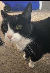 Lost Female Cat last seen Drexel hill, Montgomery Village, MD 20886