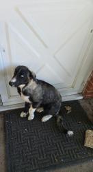 Found/Stray Unknown Dog last seen Barbara and Diane st, Mesquite, TX 75149